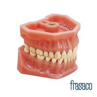 Modelo Dentário Adulto A3 | Frasaco