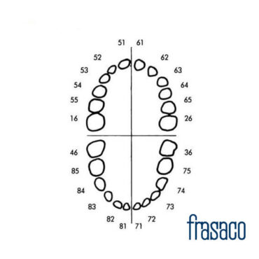 Dente individual Pediátrico AK- 6/2 Frasaco
