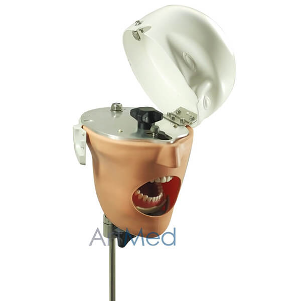 Phantoma Simulador Dentário | ArtMed - Dotamed Online