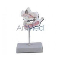Modelo Anatómico de Mandibula pediátrica | ArtMed