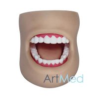 Modelo Dentário Boca Bochecha e Língua ART-403D | ArtMed