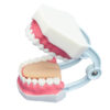 Modelo Dentário Escovagem Grande 32 Dentes | ArtMed