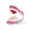 Modelo Cuidado Dental (28 Dentes) ART-403 | ArtMed