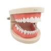 Modelo Anatómico Dentição Adulto Patologia Artmed