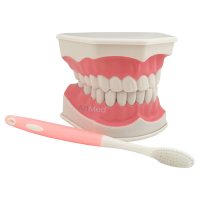 Modelo Dentário Escovagem Removível ArtMed