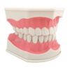 Modelo Dentário Escovagem Removível ArtMed
