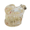 Modelo Dentário Pediátrico Transparente | Artmed