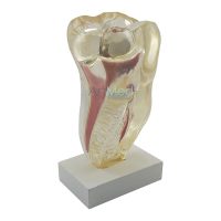 Modelo Anatómico Dente Molar | Artmed