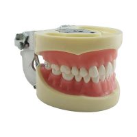 Modelo Dentário Articulado Adulto OM-200G - Articulador em Metal | ArtMed
