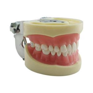 Modelo Dentário Articulado Adulto OM-200G - Articulador em Metal | ArtMed