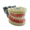 Modelo Dentário Articulado Adulto OM-200G - Articulador em Plástico | ArtMed