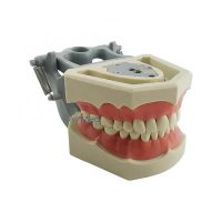 Modelo Dentário Articulado Adulto 560 | ArtMed