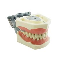 Modelo Dentário Articulado Adulto 860 | ArtMed