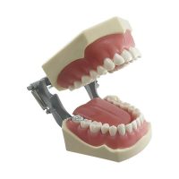 Modelo Dentário Articulado 860 com Língua | ArtMed