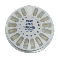 Dentes Modelo OM-200 - Arcada Superior | ArtMed