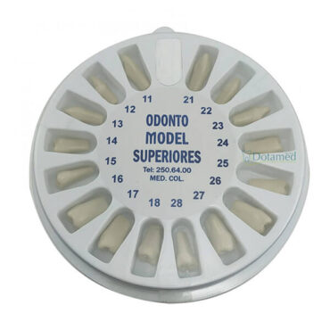 Dentes Modelo OM-860 | ArtMed