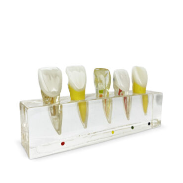 Modelo Dente Anterior Demonstração | Artmed