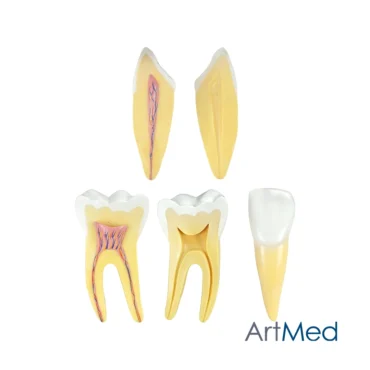 Modelo Anatômico Dentição Humana | ArtMed