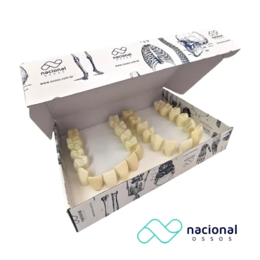 Conjunto De 14 Macro Dentes Para Escultura | Nacional Ossos